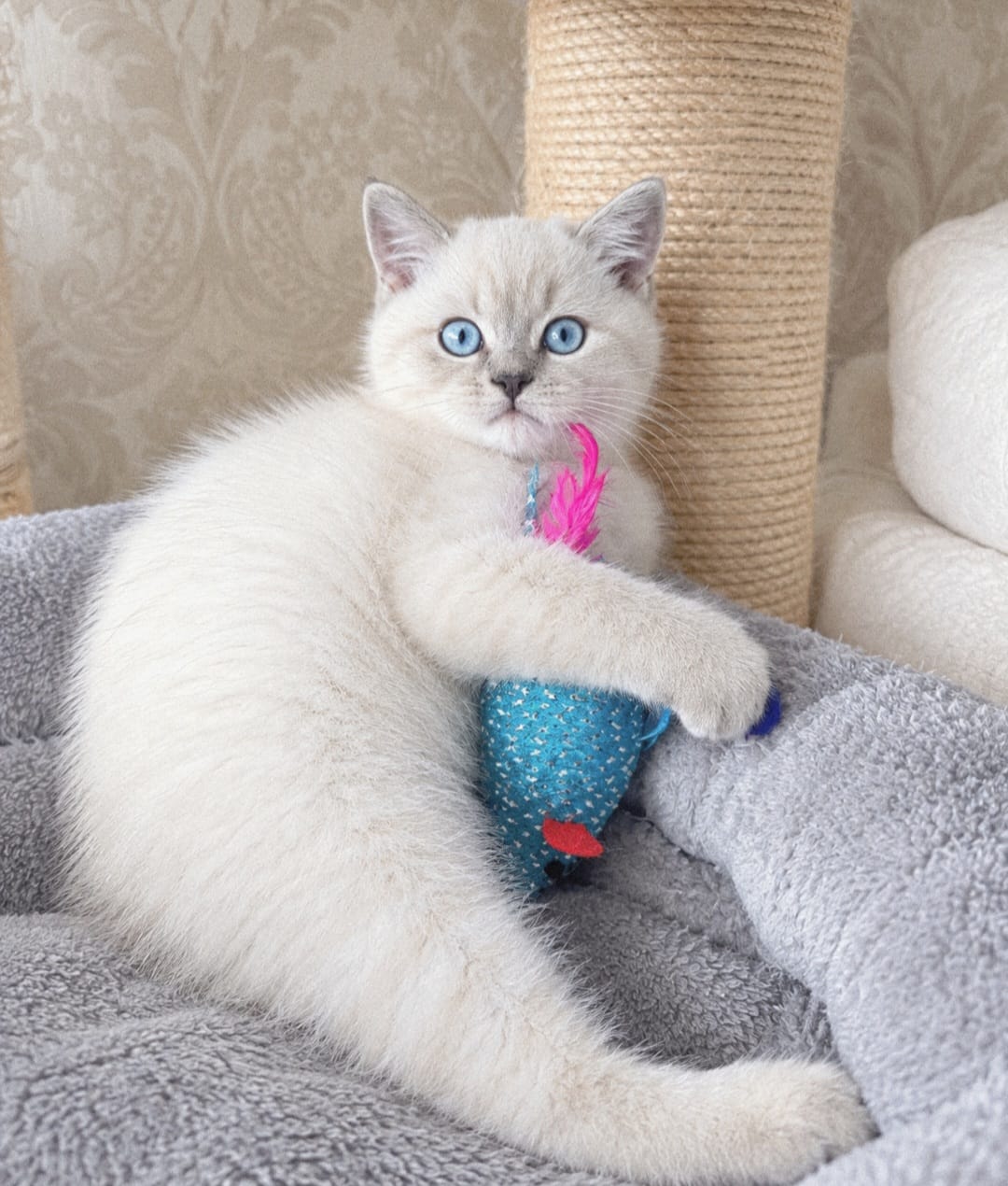 Kitten Image: Kinder